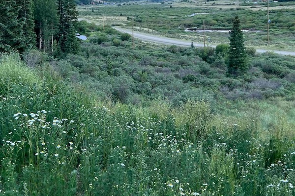 Dusk from the deck. Wildflowers, mountain views, sunsets and sunrises. 