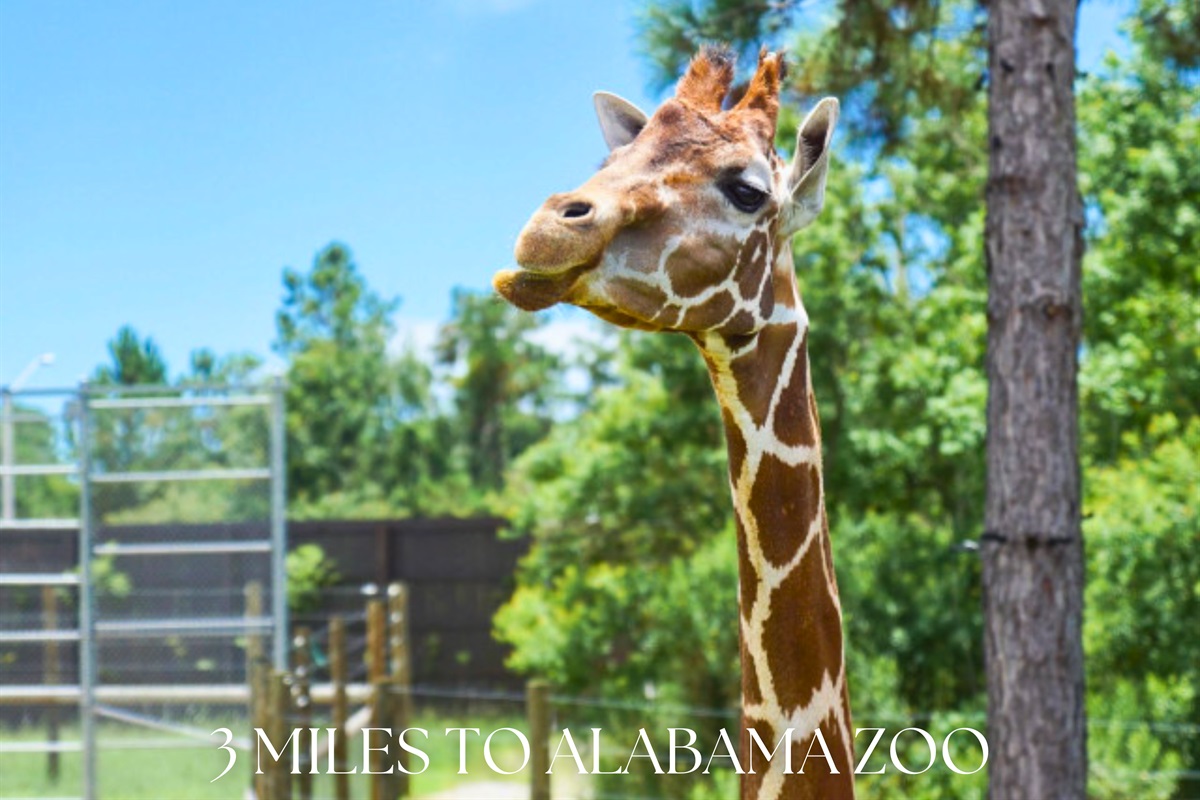 Just 3 miles to the Alabama Gulf Coast Zoo—family-friendly fun with giraffes, lemurs, and more.