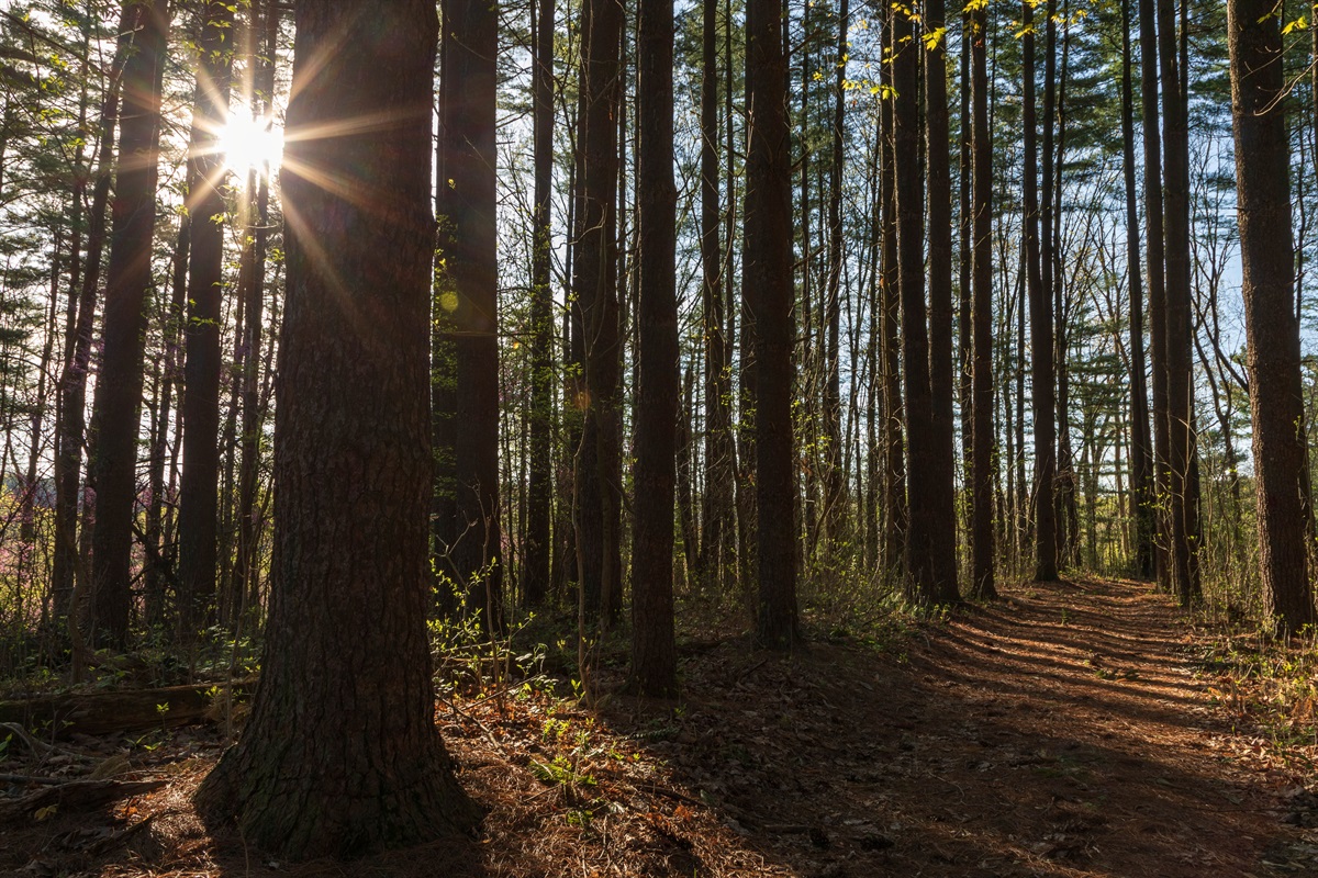 We have 8 trails on the property of 40 acres. Check the guest book for a map.