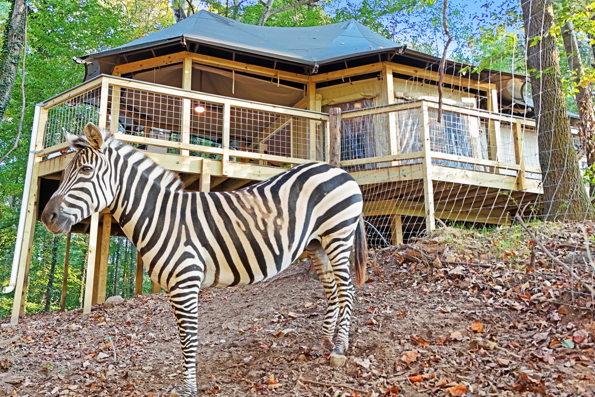 The zebras are your neighbors! Experience a stay like no other.