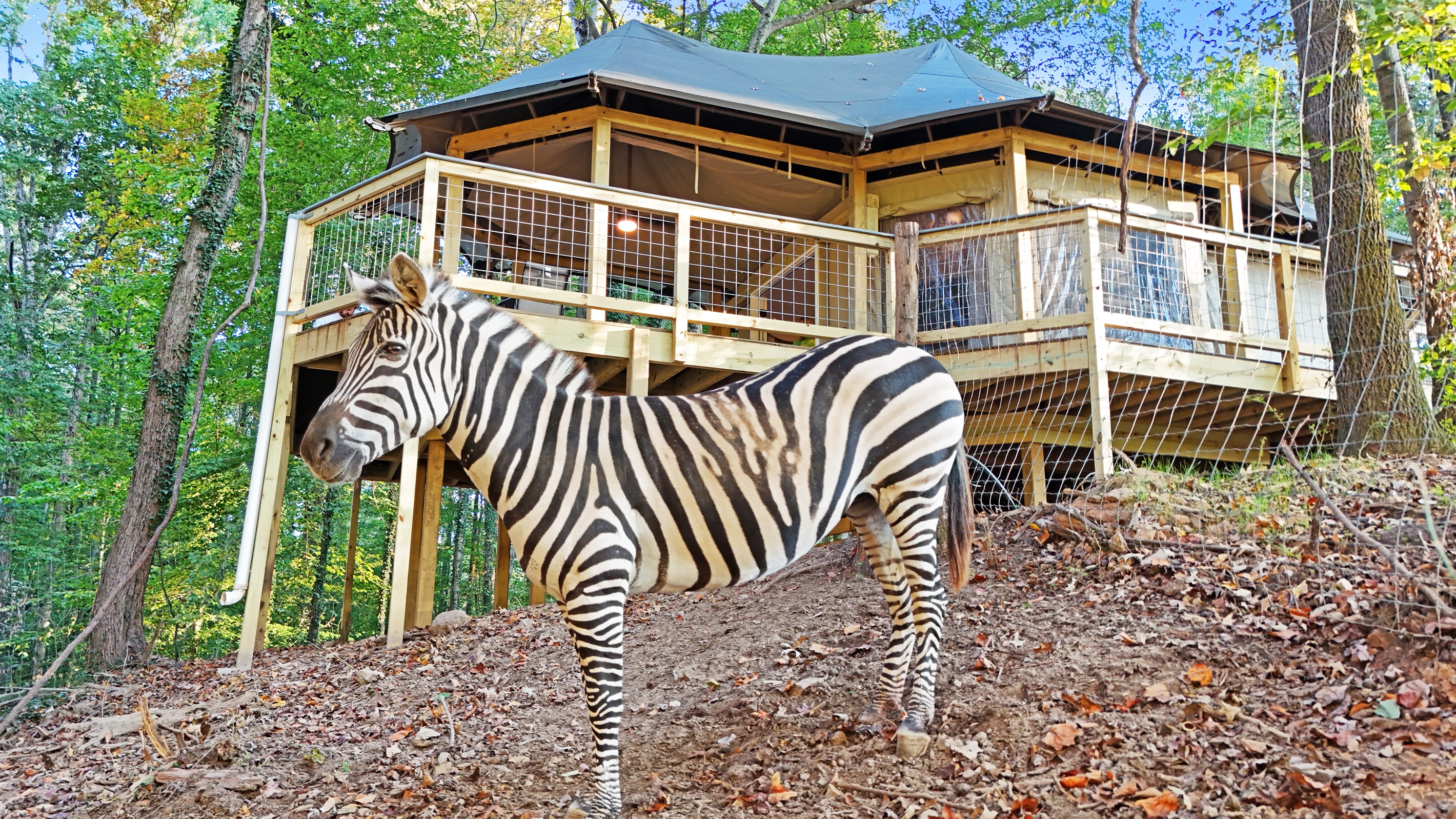 The zebras are your neighbors! Experience a stay like no other.