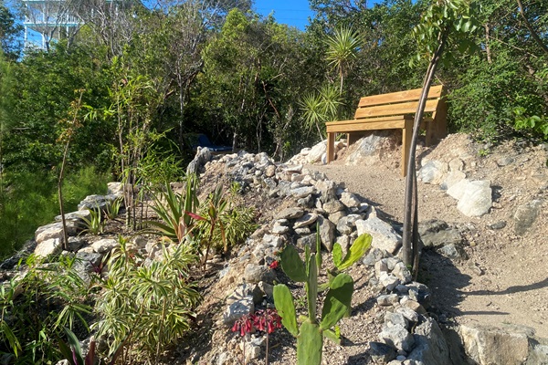 Native cactus, Buddha Bamboo, Black Olive and Yuccas trees line the path.