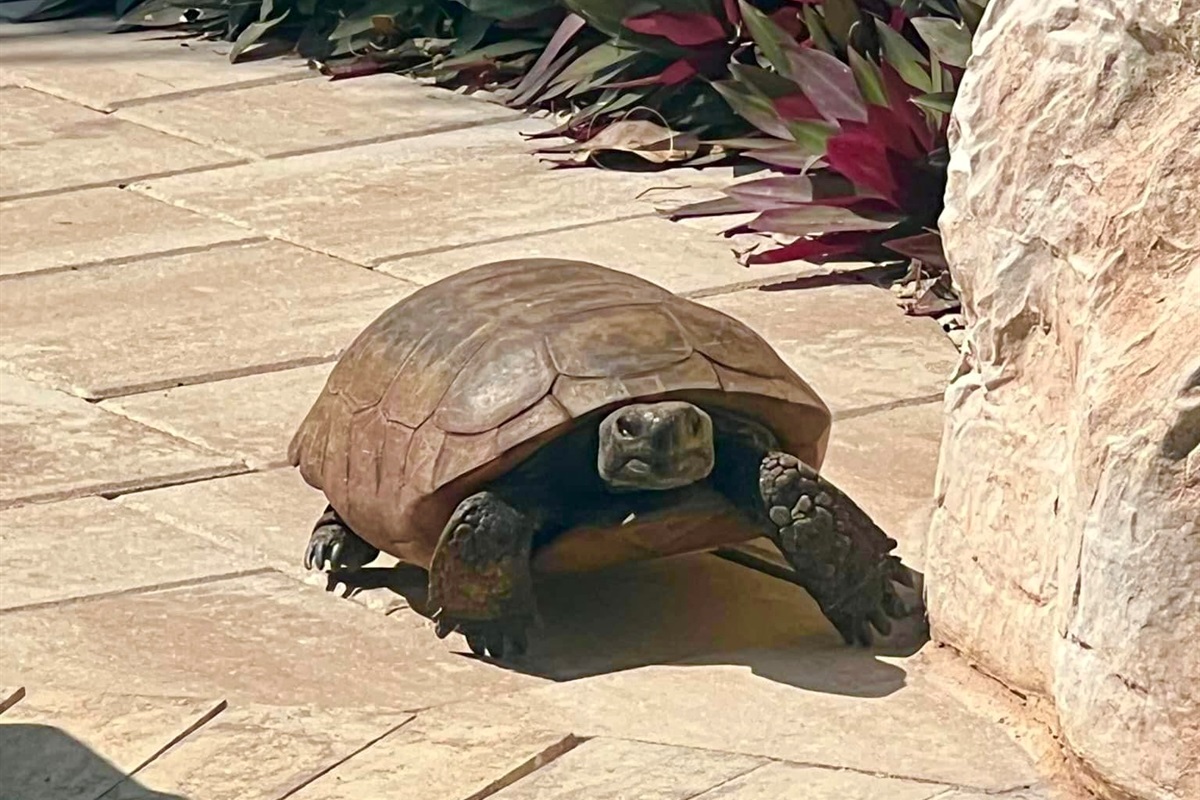 On North Captiva Island, wildlife abounds!  Keep your eyes peeled - or you might not even have to - this gopher tortoise came to say hi to us while we were swimming in the pool! 