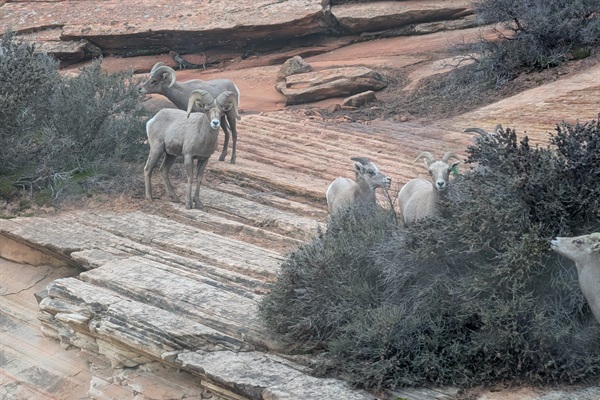 Bighorn sheep in Zion national Park