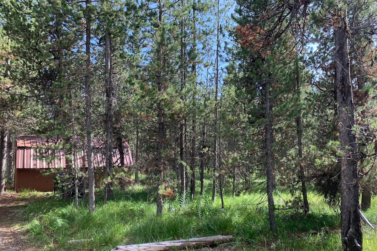 1 Acre Private Surrounding Forest Area
