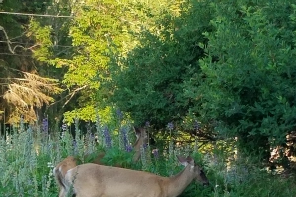 It’s common to see deer wandering through the gardens right outside your window. This quiet, natural setting is part of what makes staying here so special—you’re never far from the local wildlife that calls Acadia home.