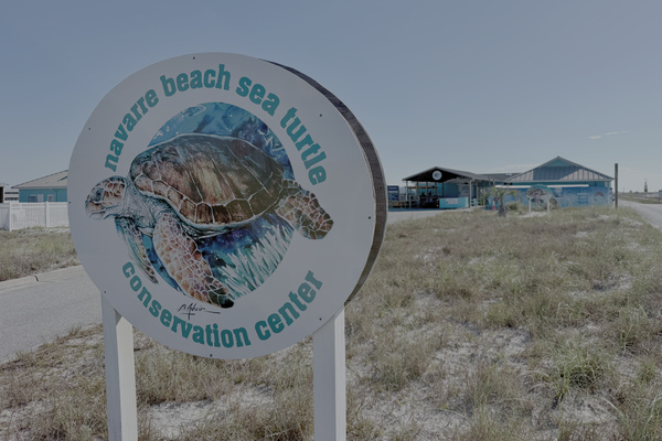 The Navarre Beach Sea Turtle Conservation Center is a must do. Our friends and family love visiting the center.