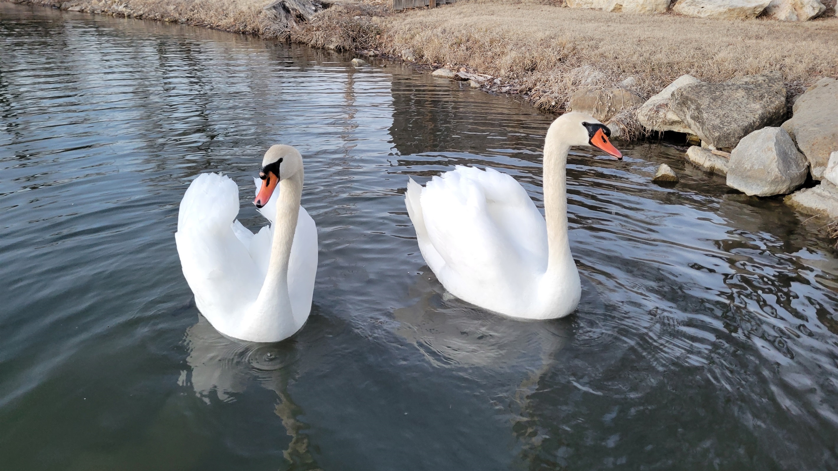 Our pair of swans that frequently stop by.
