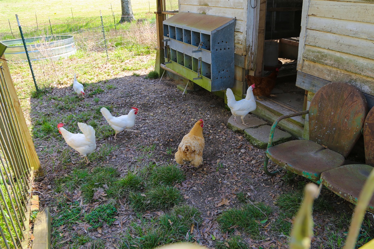 Say hello to the farm chickens and feel free to grab some eggs for breakfast!