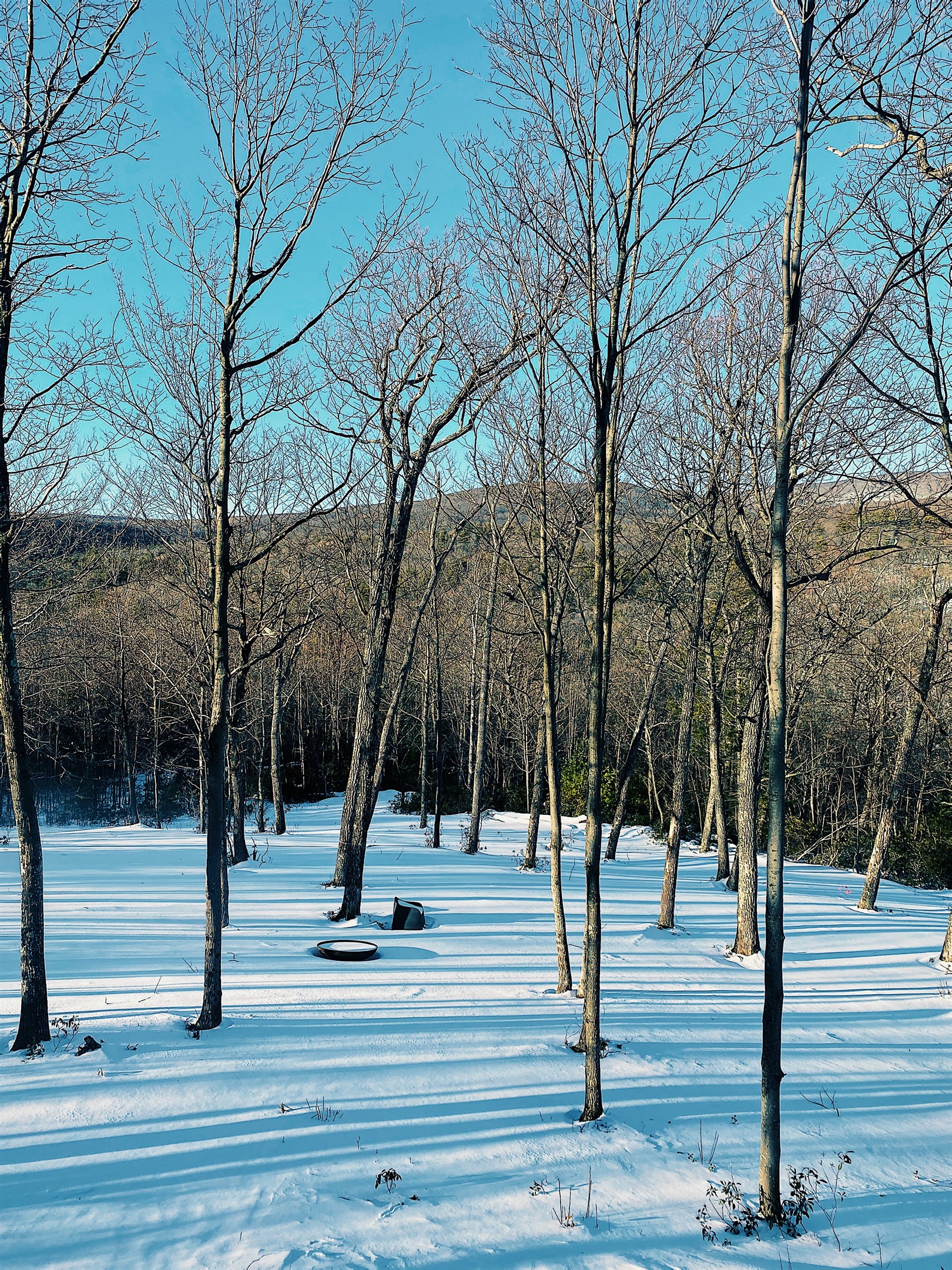 Our land next door to preserve privacy and views. The mountain laurel has now grown in a bit more than this.