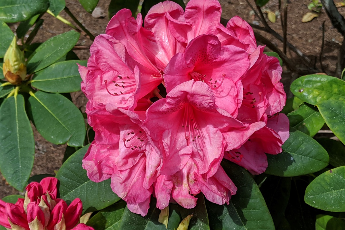 Rhododendron