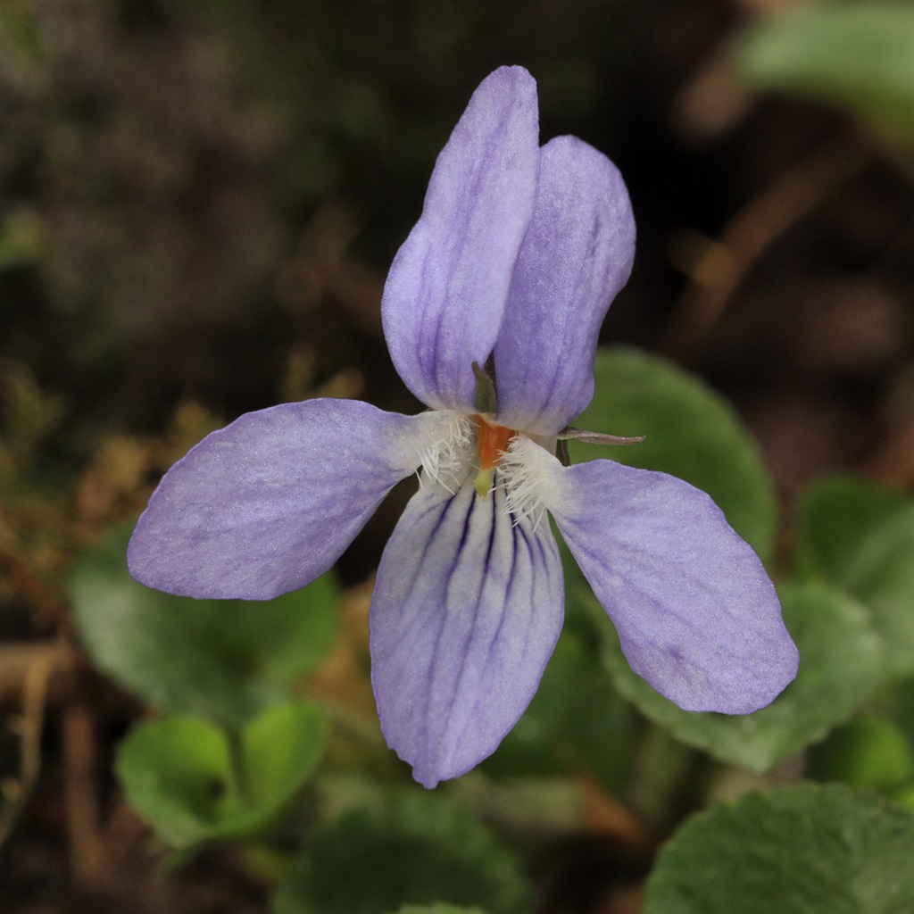 Viola appalachiensis