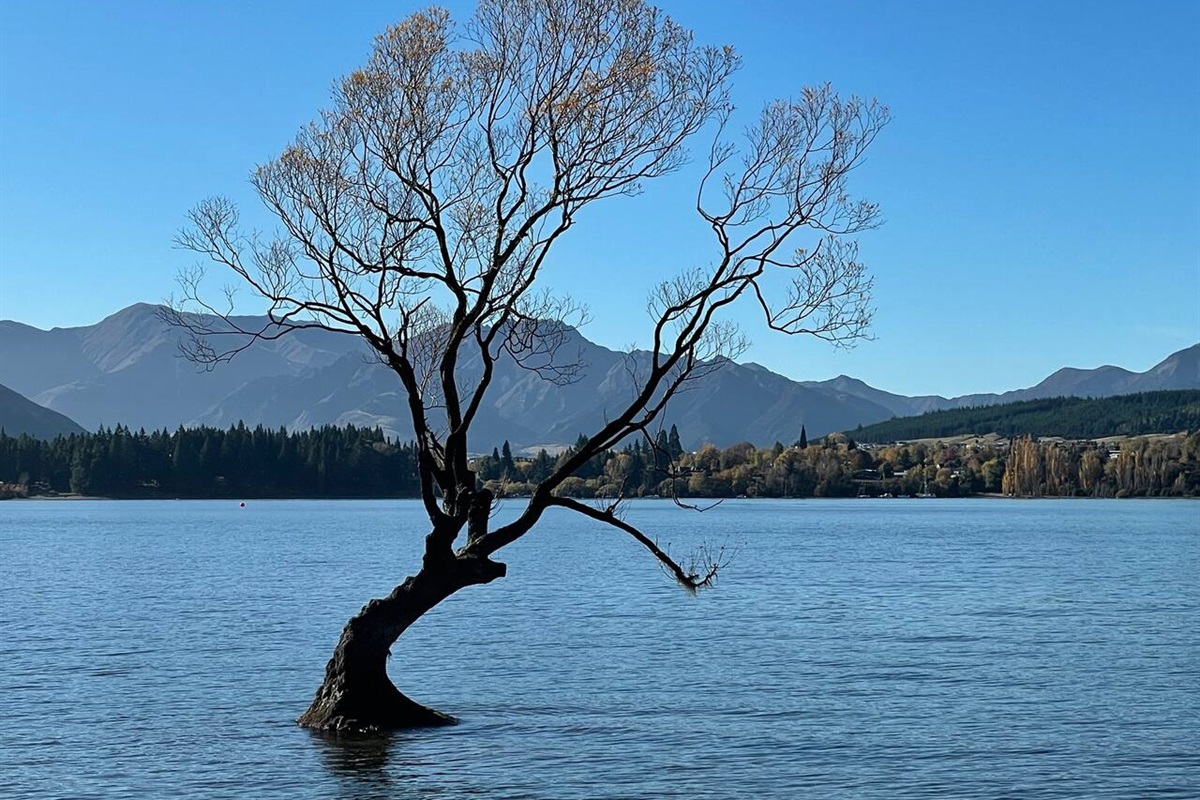 Visit the Wanaka tree (an easy drive to Wanaka). 