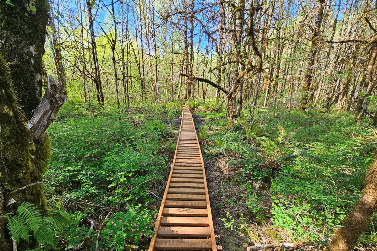 A permitted boardwalk escorts you through the wetland while protecting valuable wetland soils and the wildlife which calls them home.