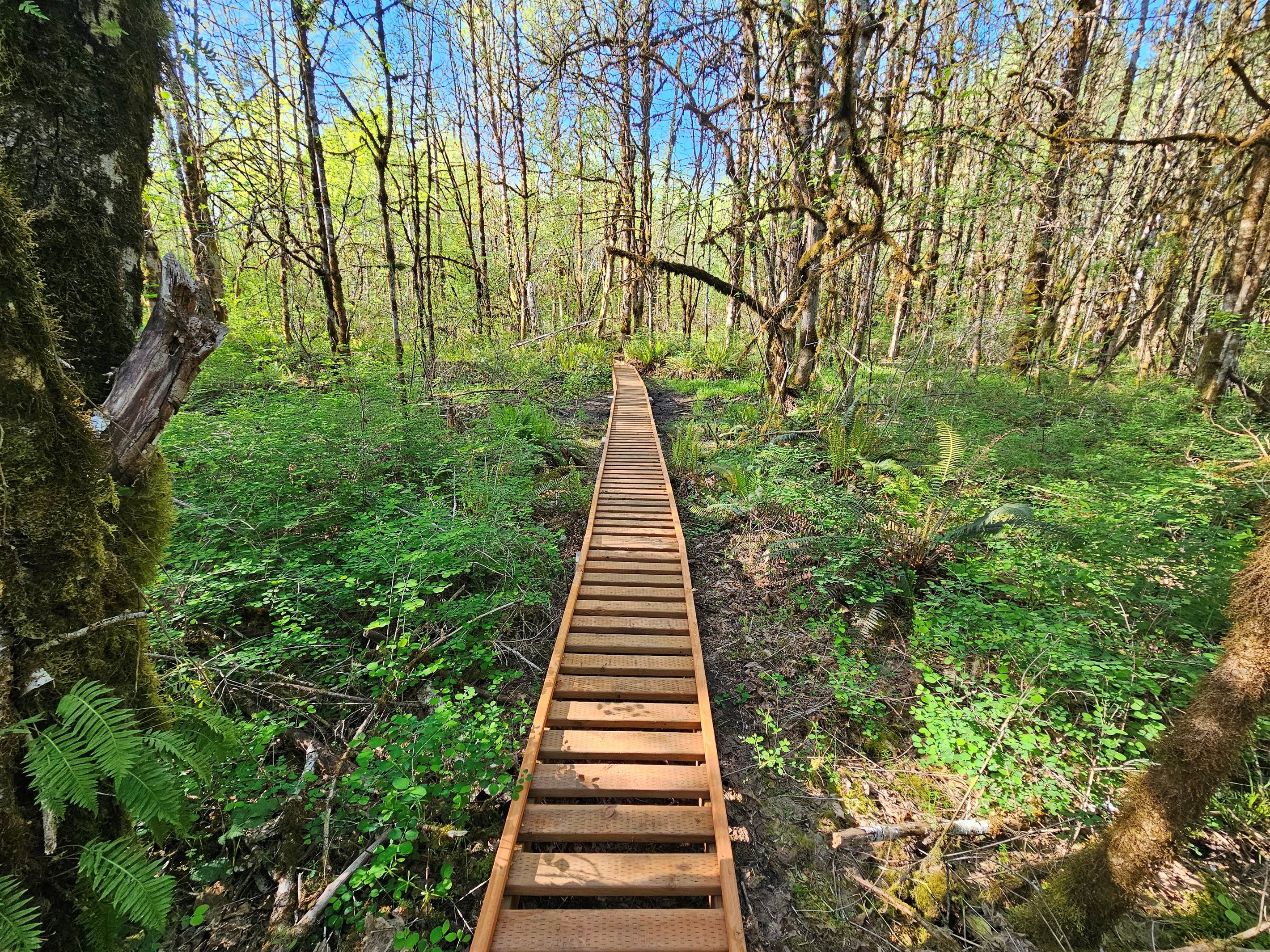 A permitted boardwalk escorts you through the wetland while protecting valuable wetland soils and the wildlife which calls them home.