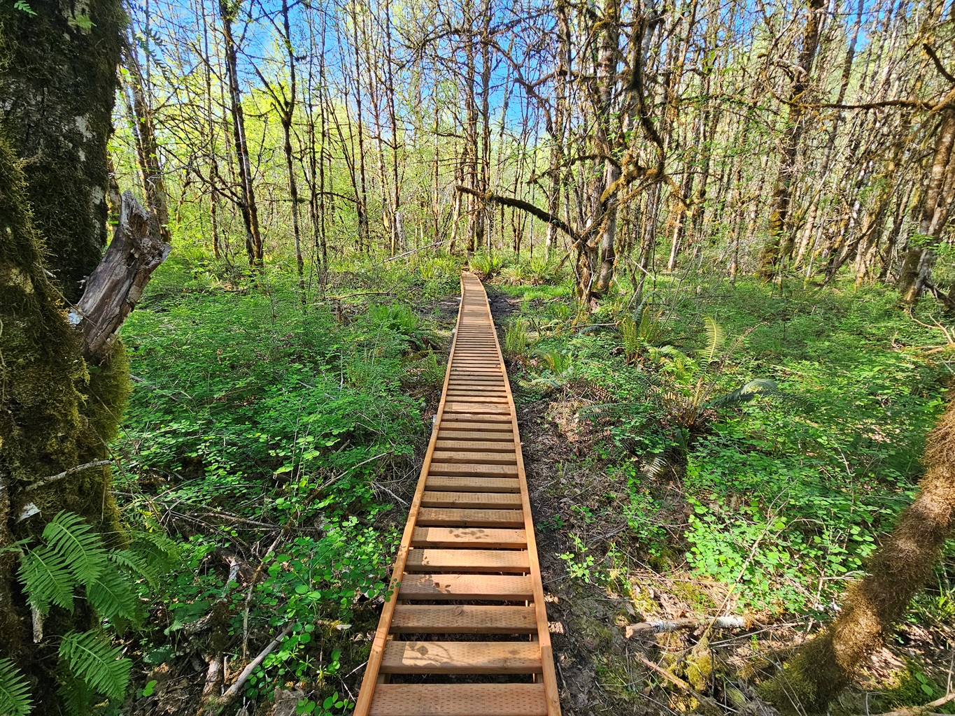 A permitted boardwalk escorts you through the wetland while protecting valuable wetland soils and the wildlife which calls them home.