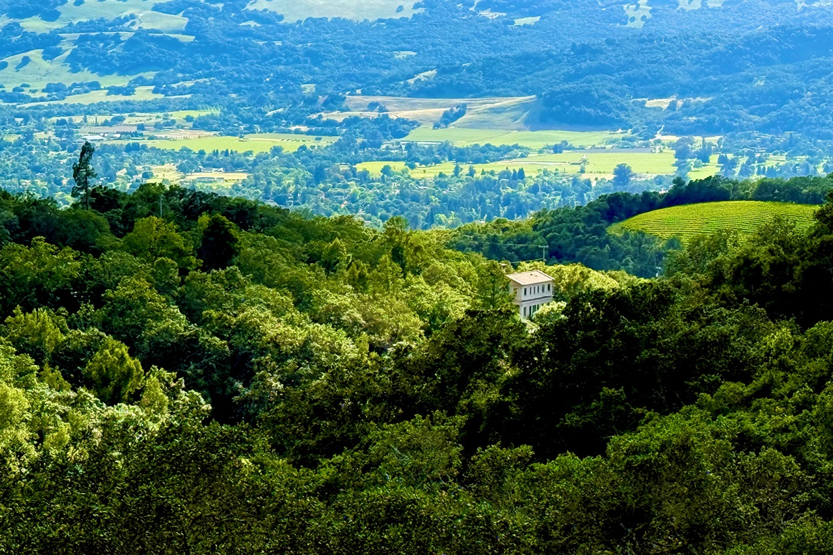 Sonoma Valley Vineyard Views