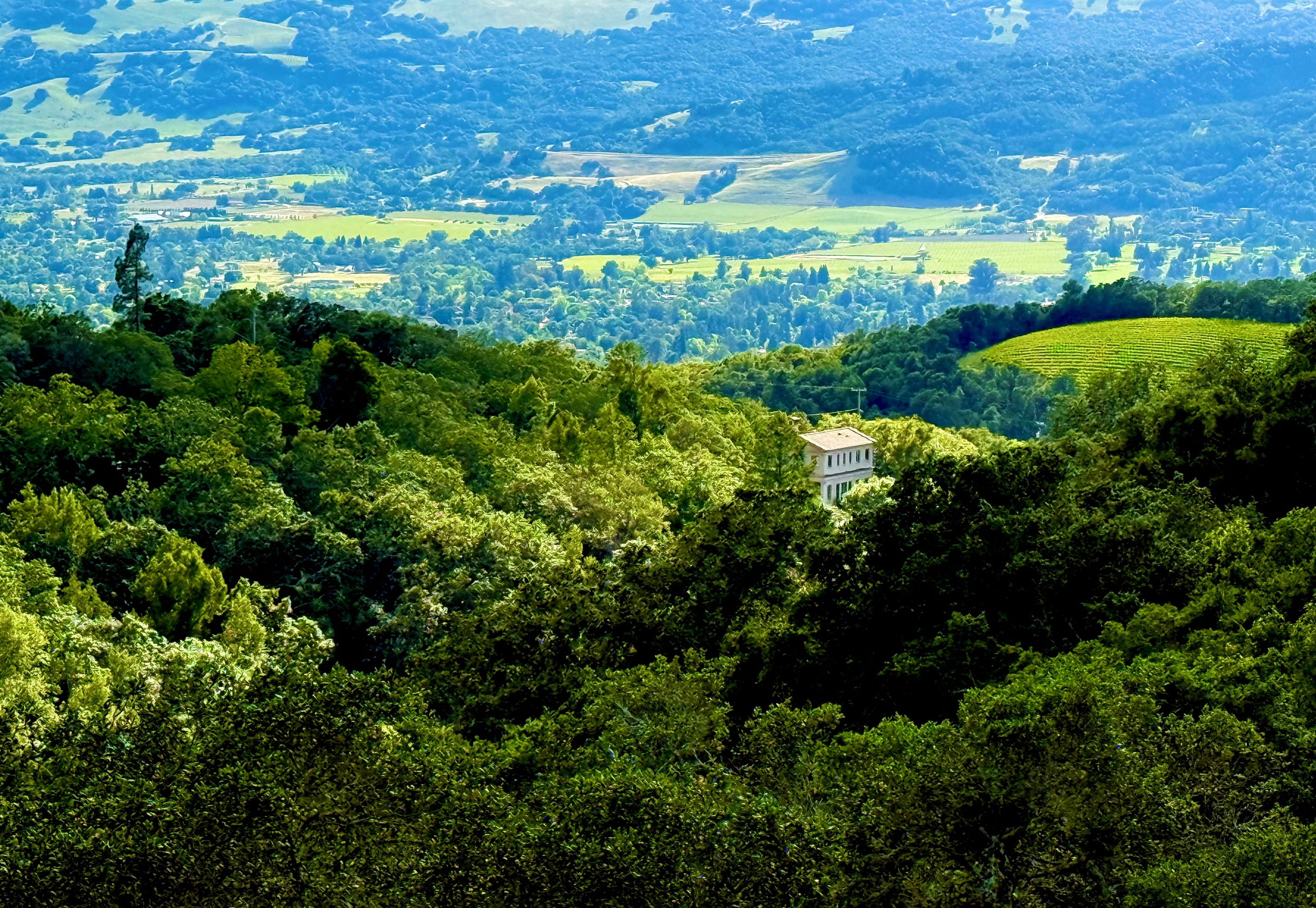 Sonoma Valley Vineyard Views