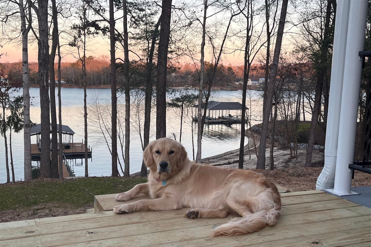 Pets welcome at Greens Cay