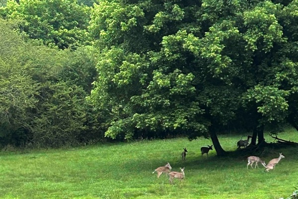 Always something to look at! Oh Deer!!
