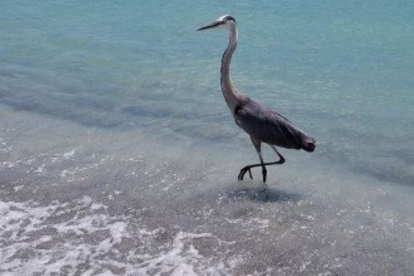 Blue Heron to help you fish