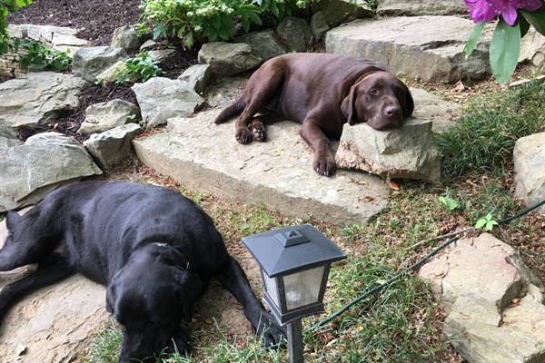 Pets can relax and enjoy nature too!