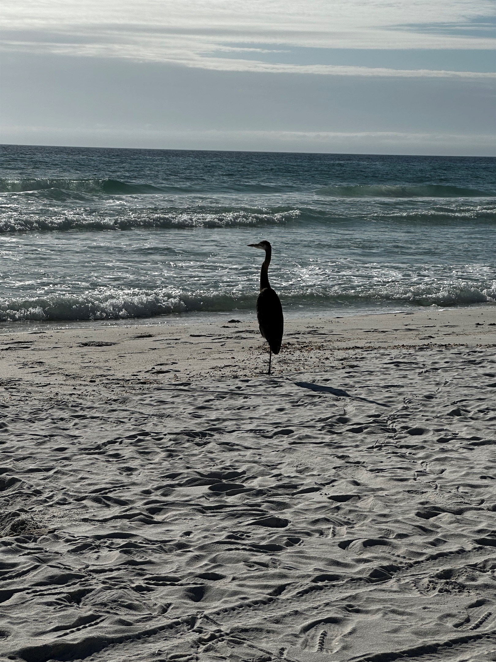 Fred, our local Great Heron, is so beautiful!