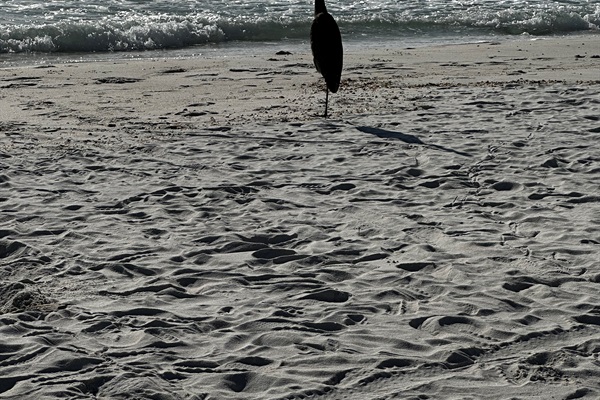 Fred, our local Great Heron, is so beautiful!