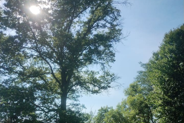 View of the backyard from the deck.