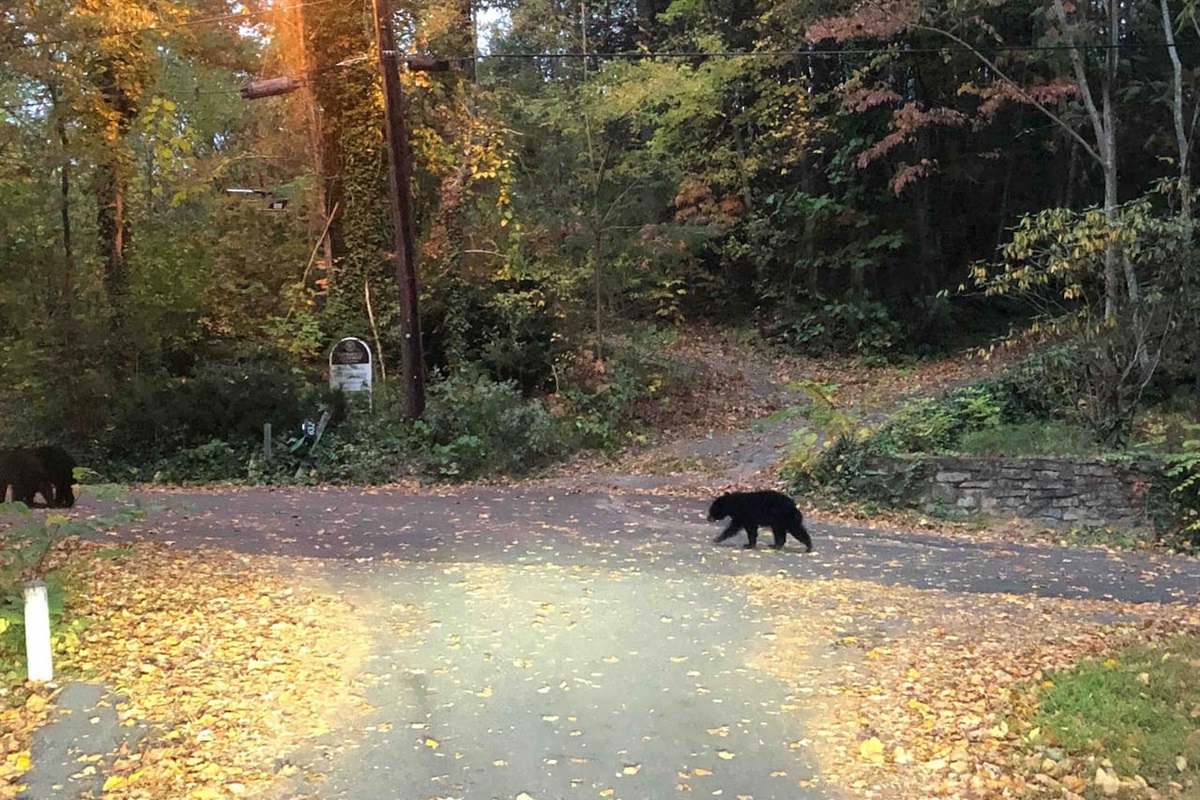 Taken by a guest on our street, October 2022.