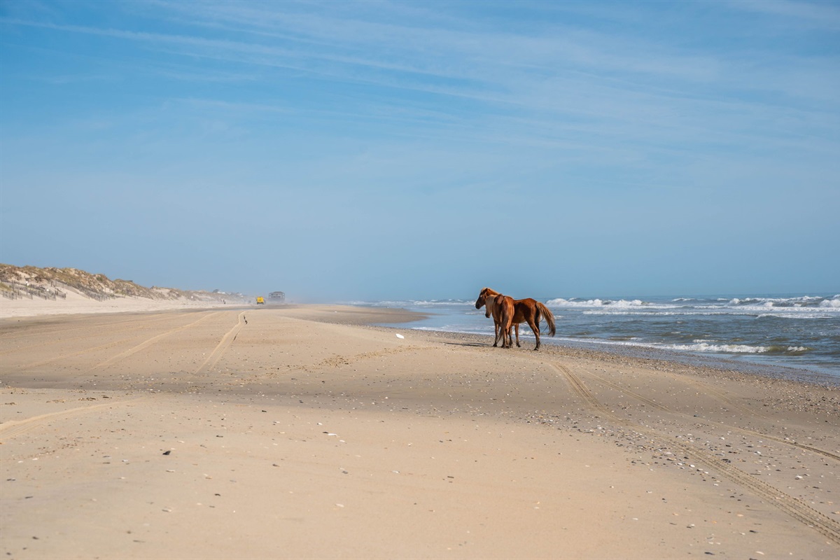 Wild Horses