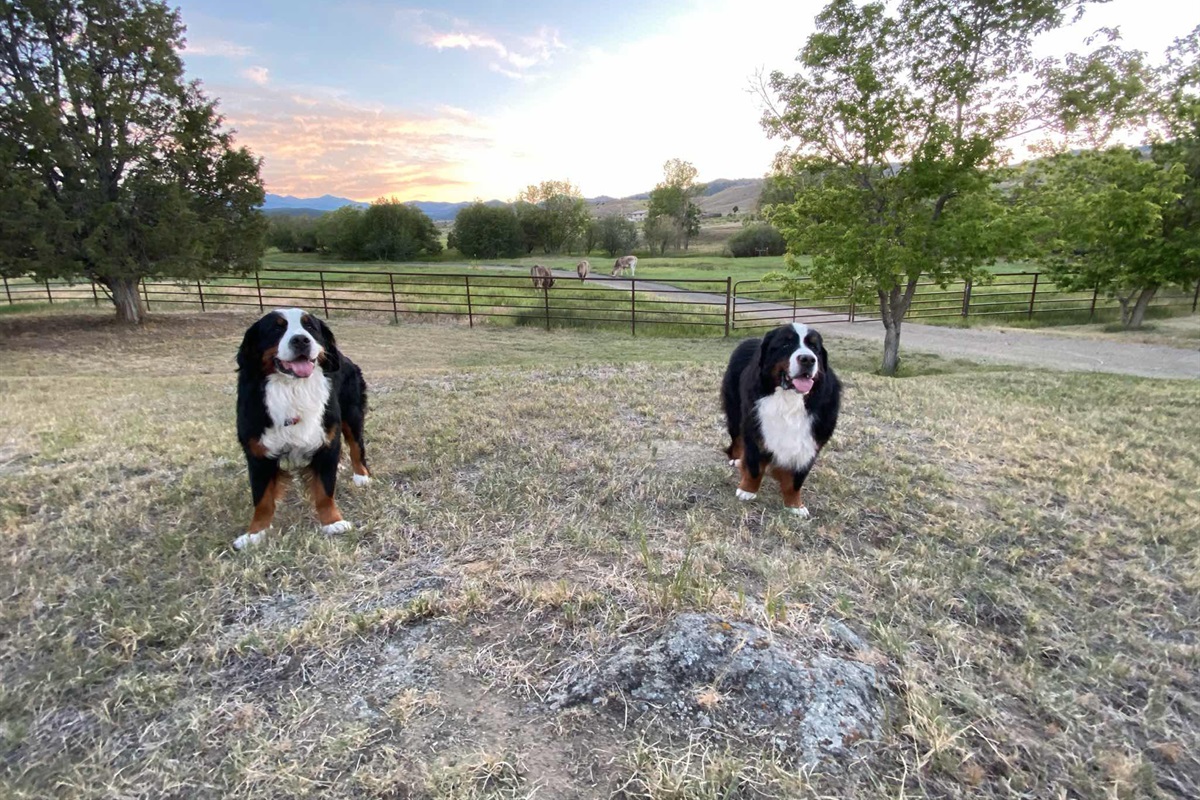 Dogs welcome!