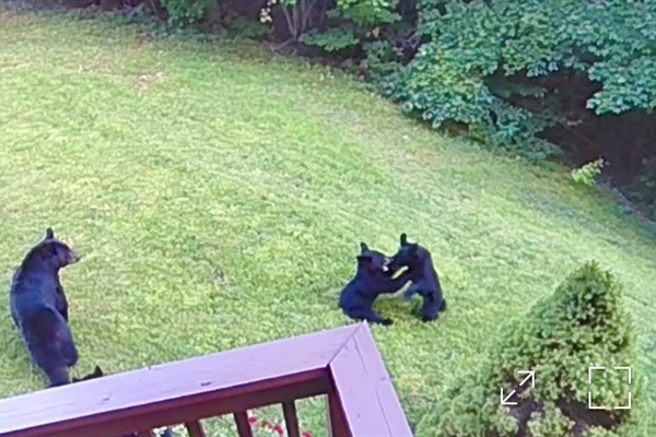 Enjoy the bears, do not feed them