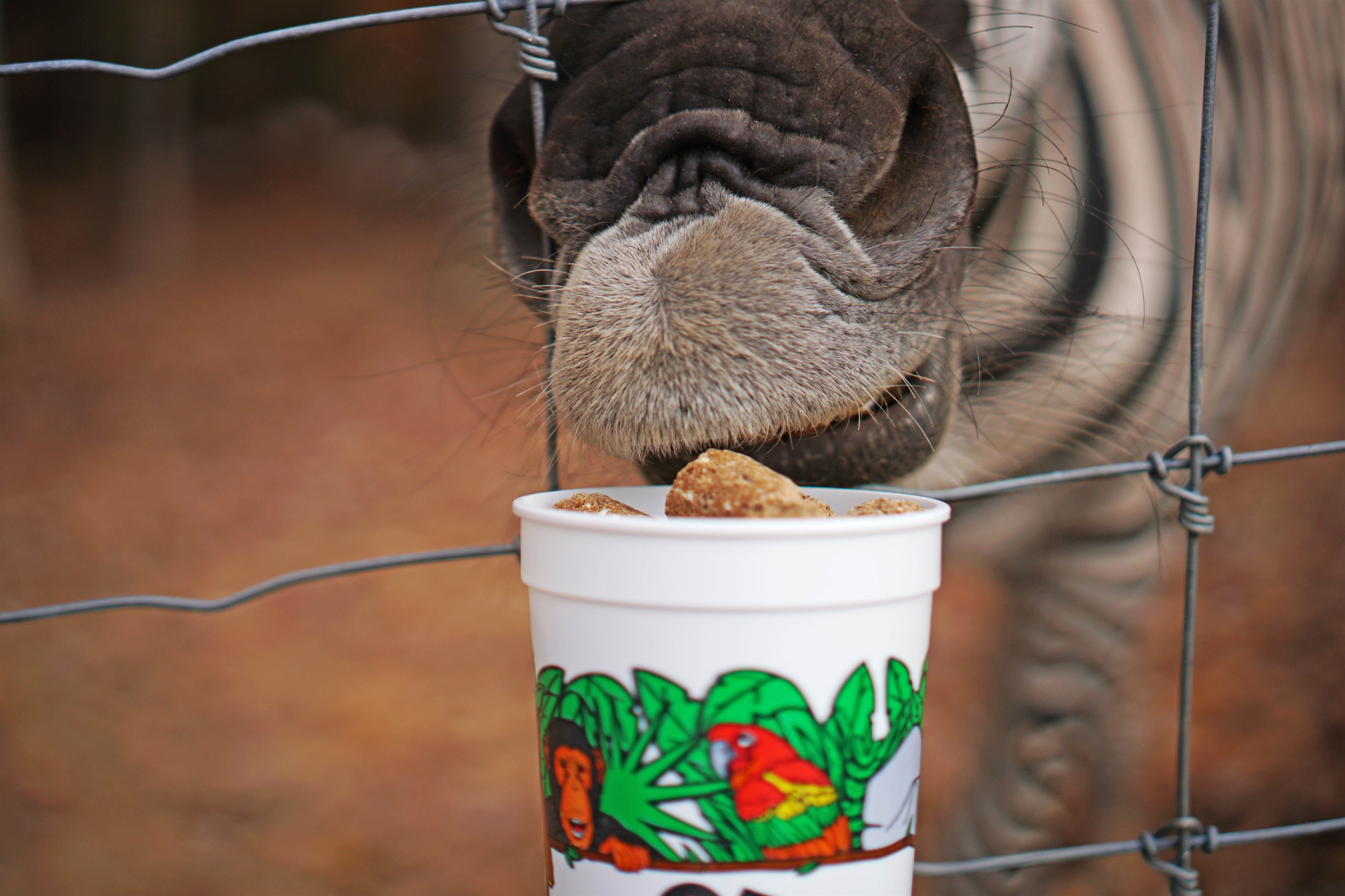 Create lasting memories feeding friendly animals.