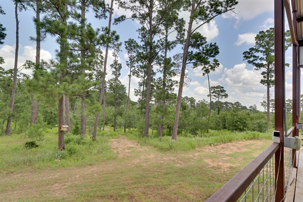 Forest Views from the Patio.