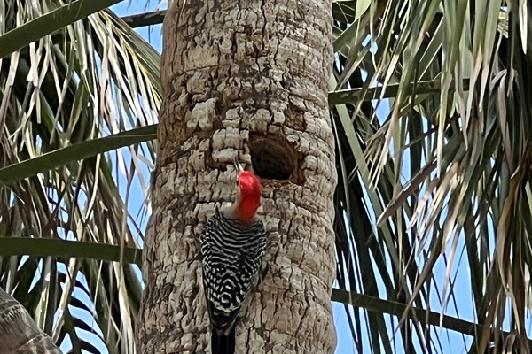 Red-Bellied Woodpeckers like the trees by our house