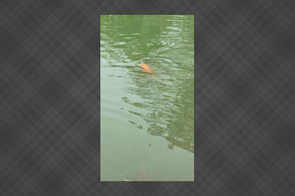 Koi in Pond