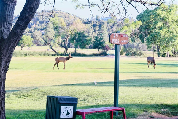 Sip coffee on the patio while watching elk grazing on Payson Golf Course