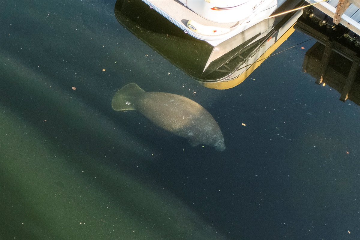 Manatee at our Dock