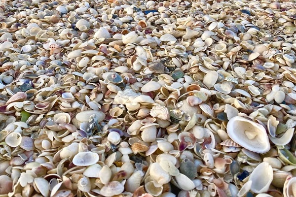 Welcome to the seashell capital of the world! Bring a bag-you will fill it