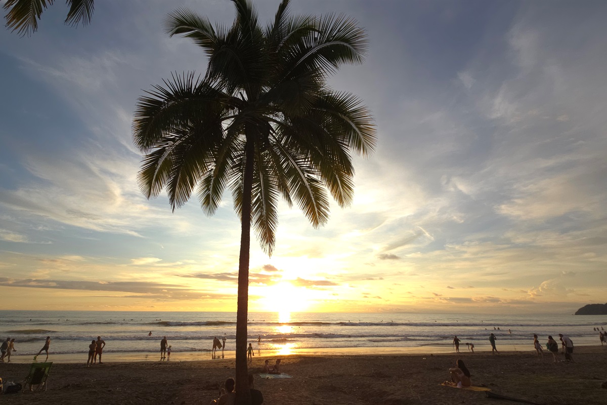 Beach Palm Jaco