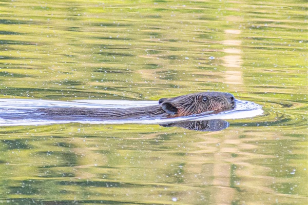 Wildlife viewing is always a highlight at Paradise Point.