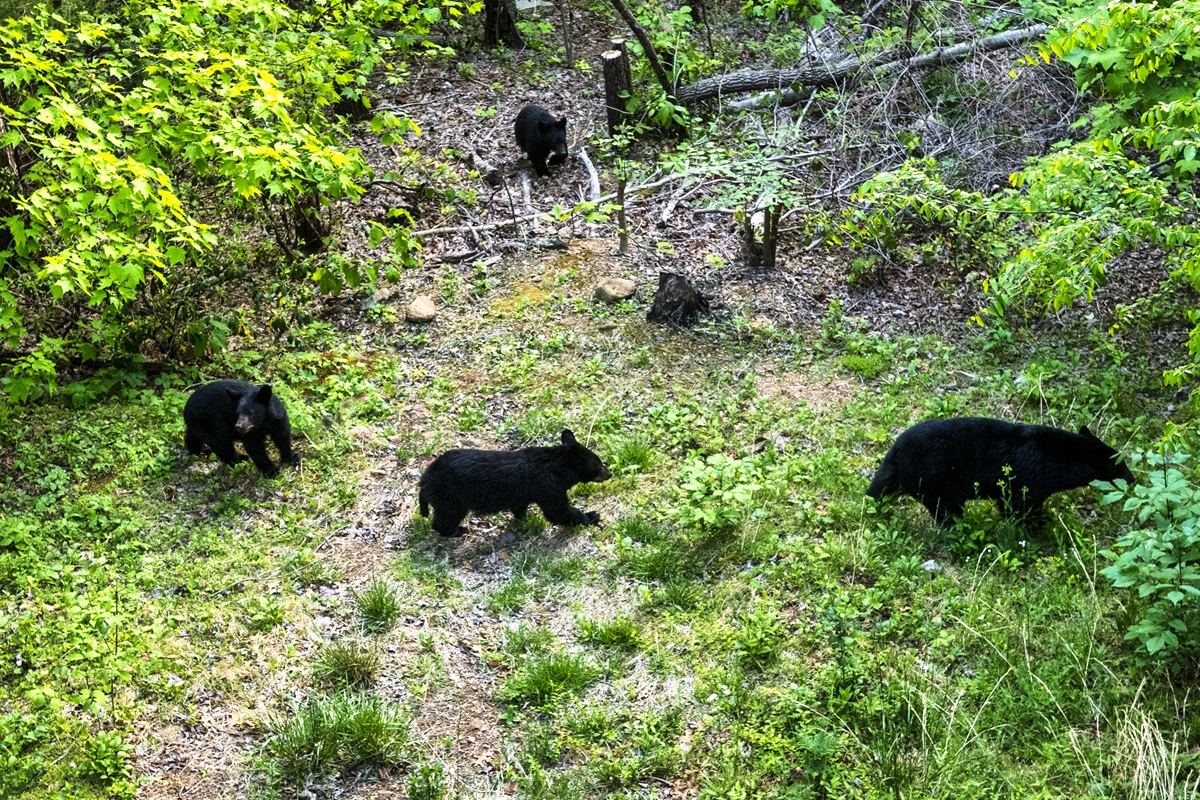 If you are hoping to see a bear on your vacation this is the place for you! Bears are very active in the area from May to October.