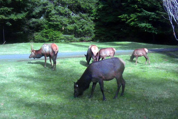 Elk come out of the national park to graze on the lawn