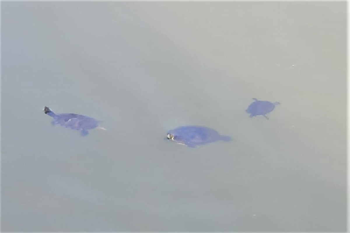 Watch for sea turtles at dusk &mdash; Cape San Blas is their territory, and your deck is the best seat.	