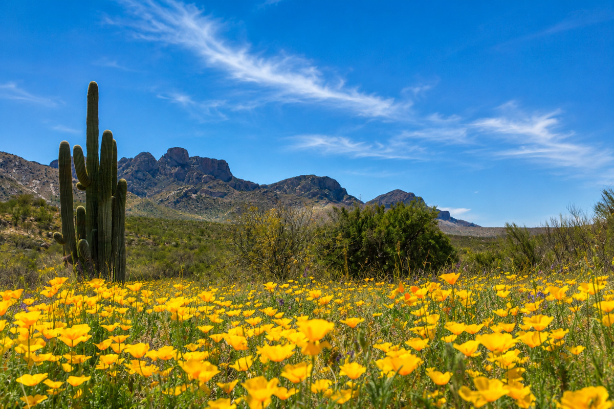 Spring wildflowers in Catalina State Park