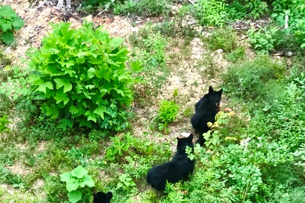 Cubs outside the cabin