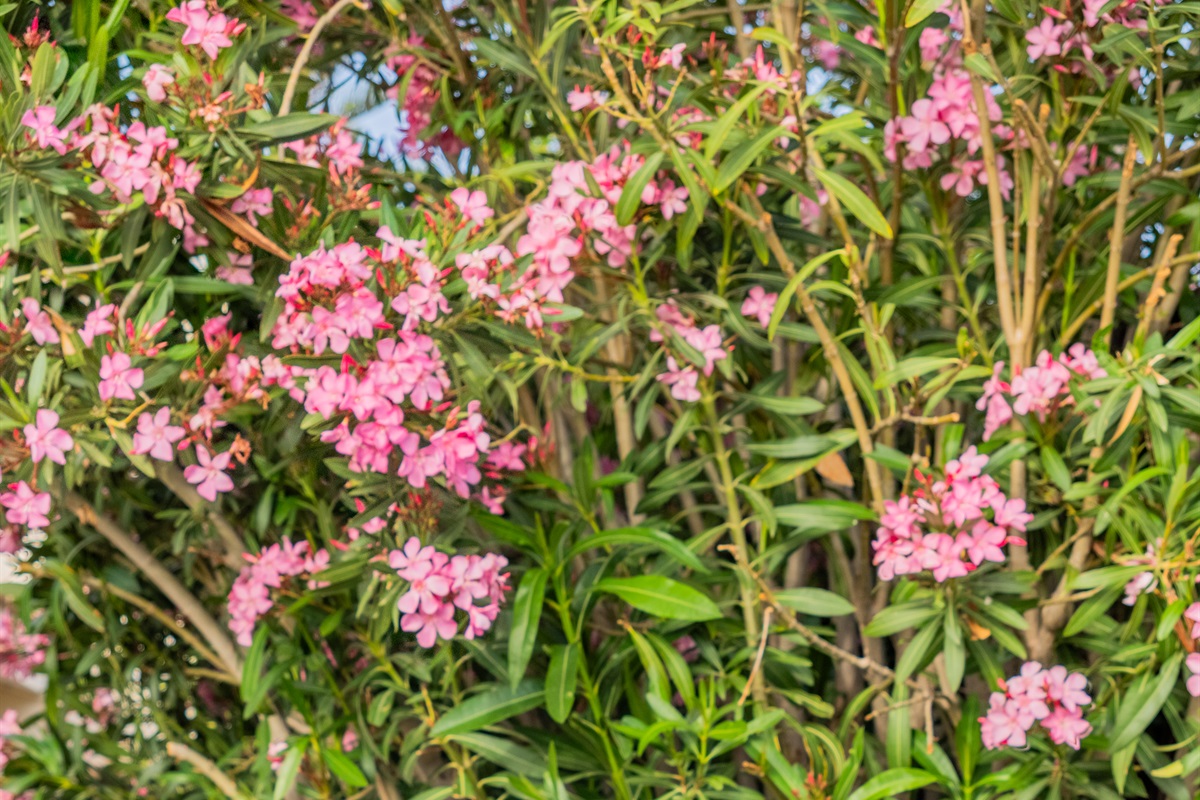 Garden with oleander and gaura wandflowers in bloom.