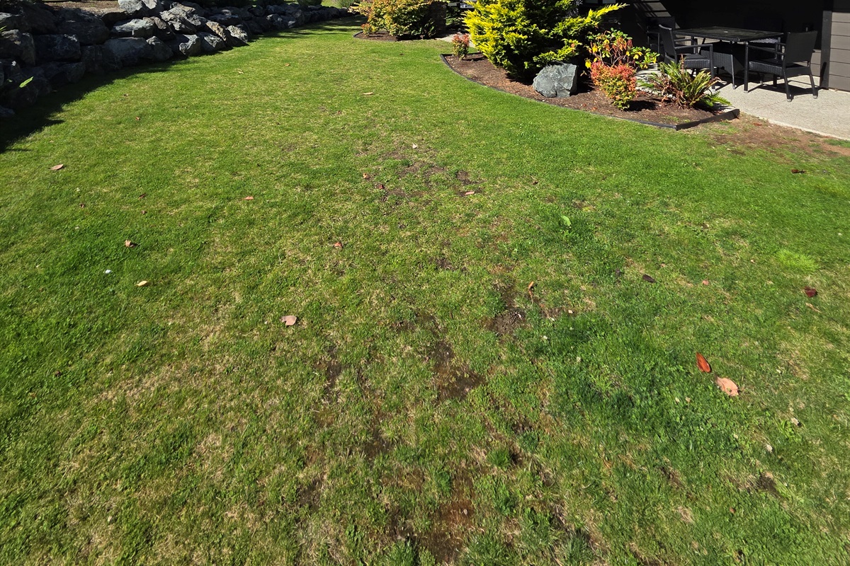 Beautiful Backyard. Green space.