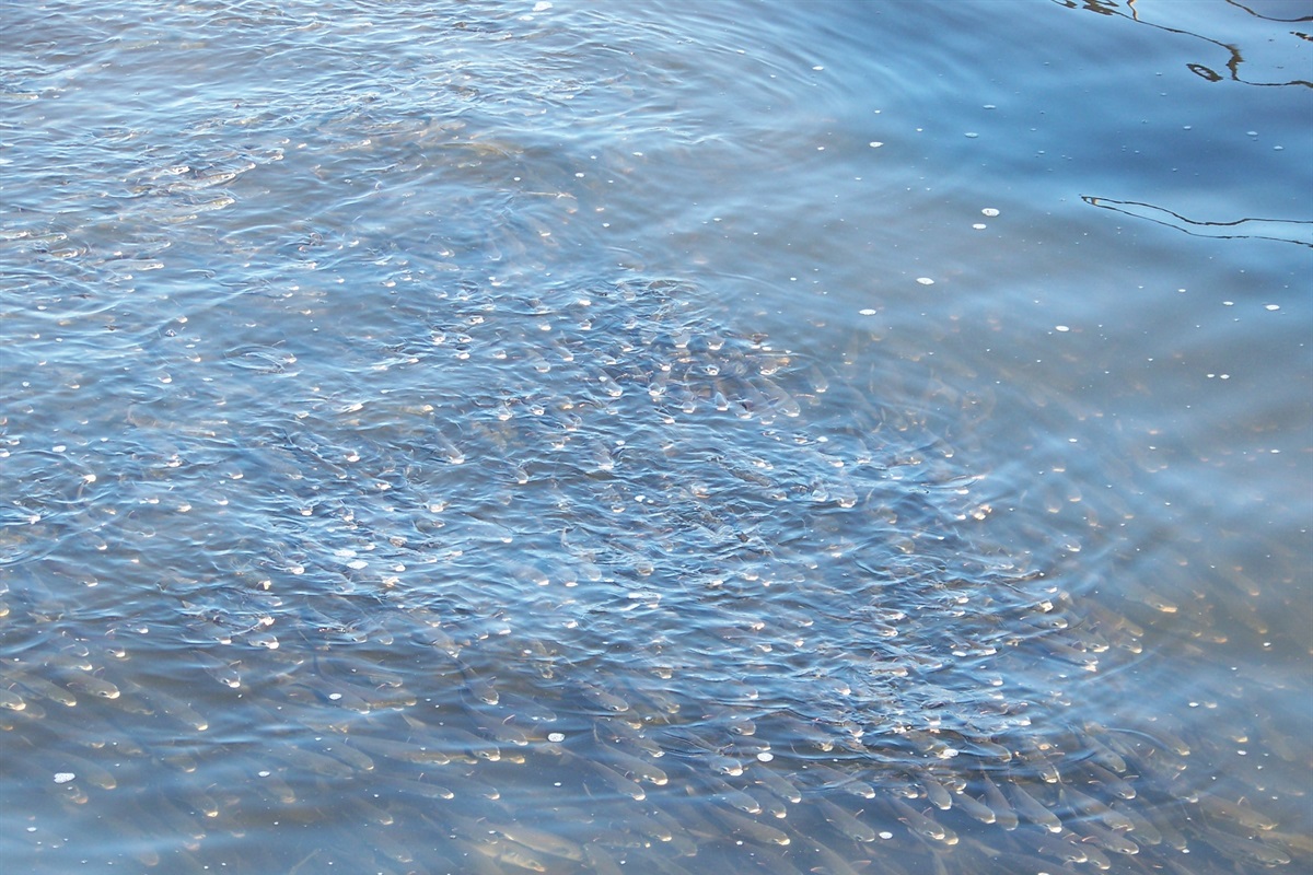 Plenty of fish, right off the pier